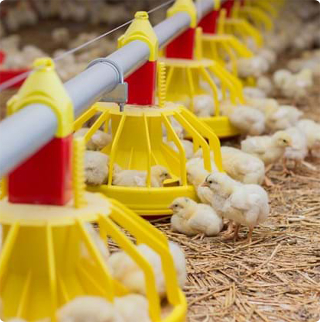Leading Livestock Cooling Systems and Misting