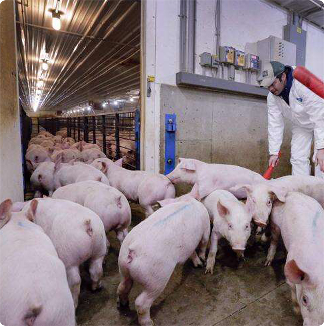 Livestock Cooling Solutions for Piggeries