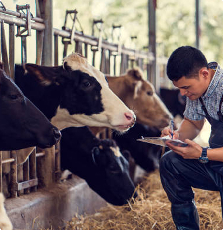 Dairy Farm Livestock Cooling Systems