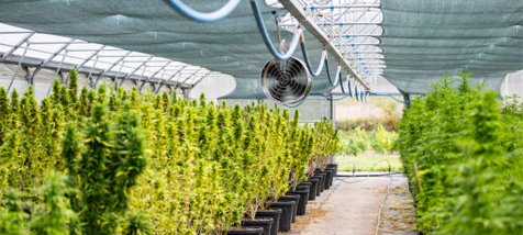Industrial Humidification Systems for Greenhouses