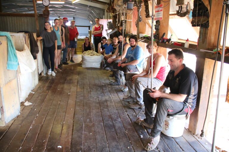 Cooling Sheep Shed with OZmist Livestock Misting Fans