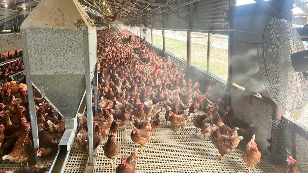 Cooling Hygiene Poultry and Livestock