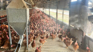 Cooling Hygiene Poultry and Livestock