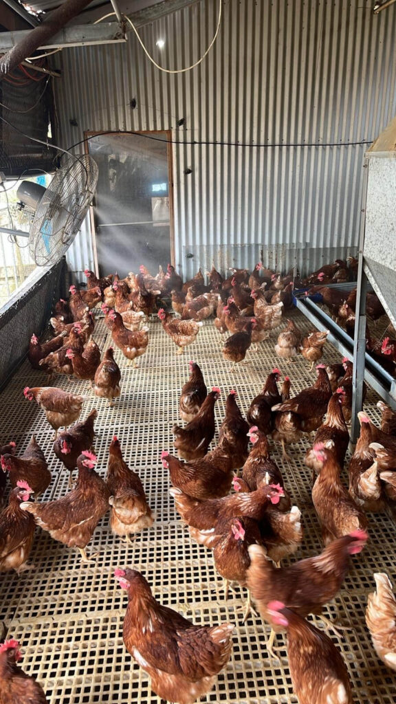 Livestock Misting Fans Cooling Sanitation