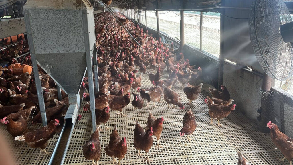 Poultry Shed Mist Cooling Systems