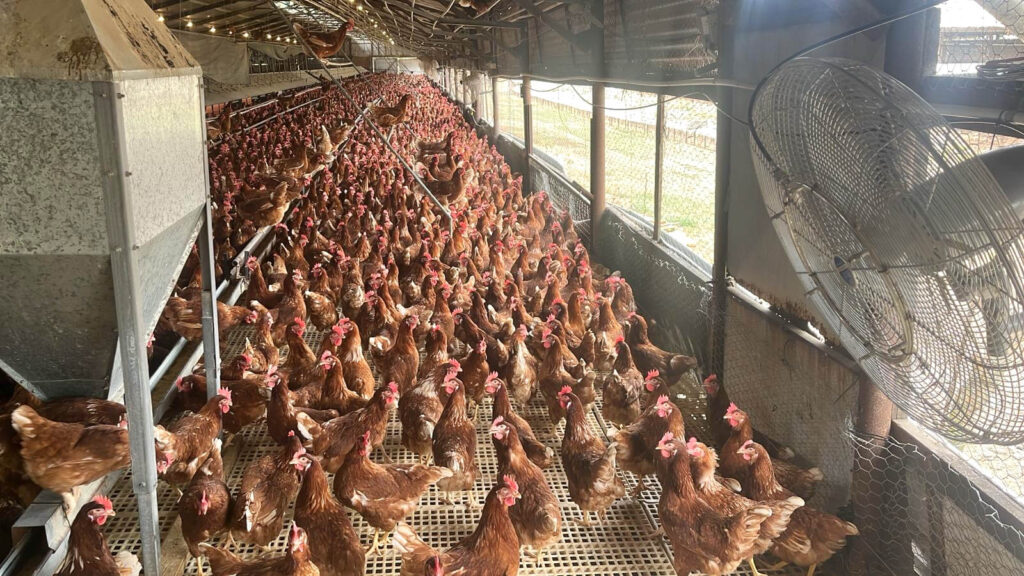 Poultry Mist Cooling Fans