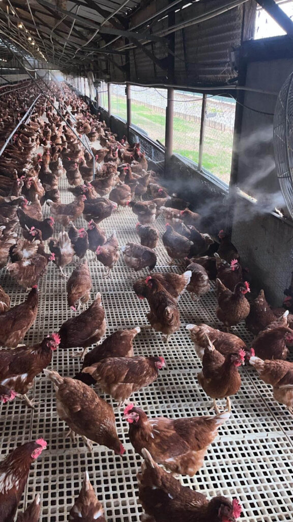 Poultry Shed Mist Cooling Fans