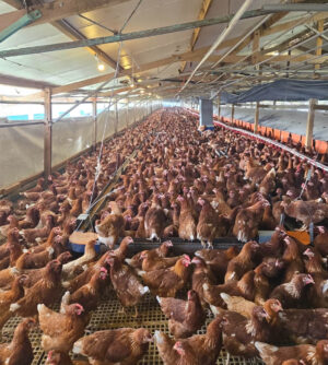 Poultry shed OZmist cooling solutions