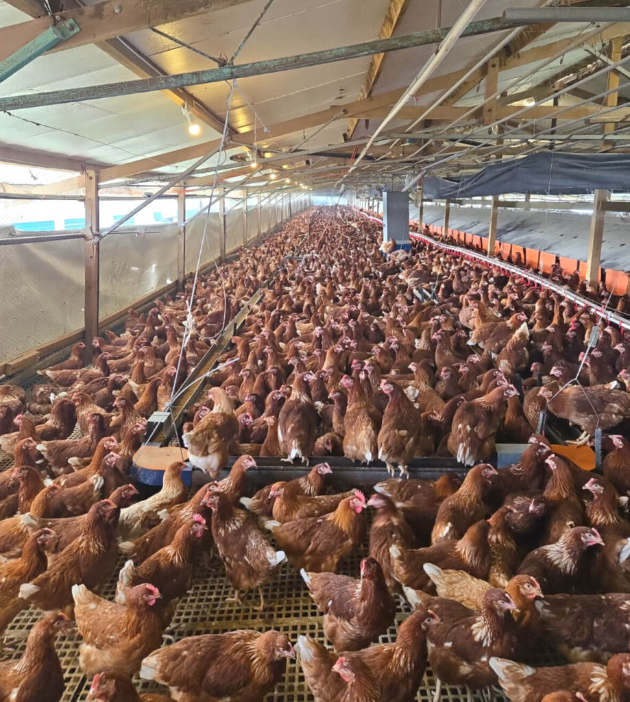 Poultry shed OZmist cooling solutions